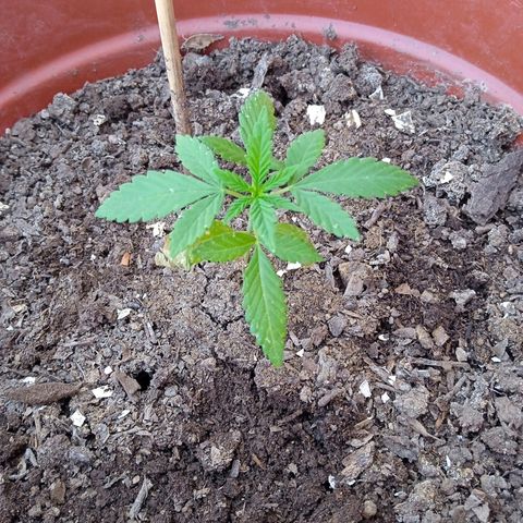 Genética desconocida growlog timeline photo