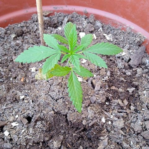 Genética desconocida growlog timeline photo
