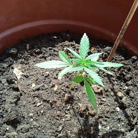 Genética desconocida growlog timeline photo
