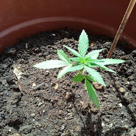Genética desconocida growlog timeline photo