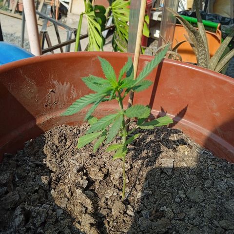 Genética desconocida growlog timeline photo