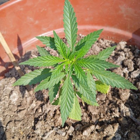 Genética desconocida growlog timeline photo