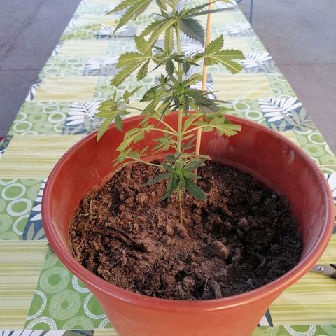 Genética desconocida growlog photo: 1 o 2cm de tierra y cáscara de banana 