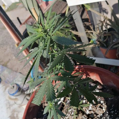 Genética desconocida growlog timeline photo