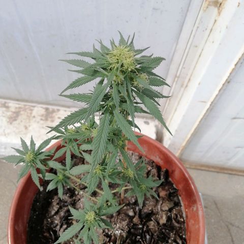 Genética desconocida growlog timeline photo
