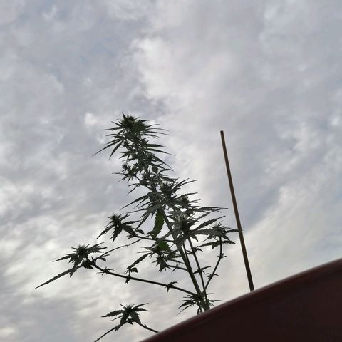 Genética desconocida growlog timeline photo
