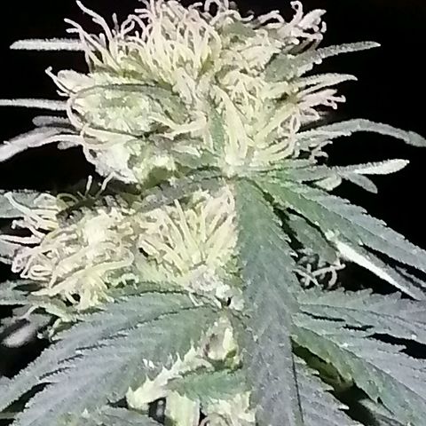 Genética desconocida growlog timeline photo