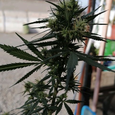 Genética desconocida growlog timeline photo