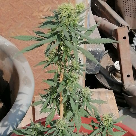 Genética desconocida growlog timeline photo