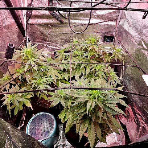 Jedi growlog timeline photo