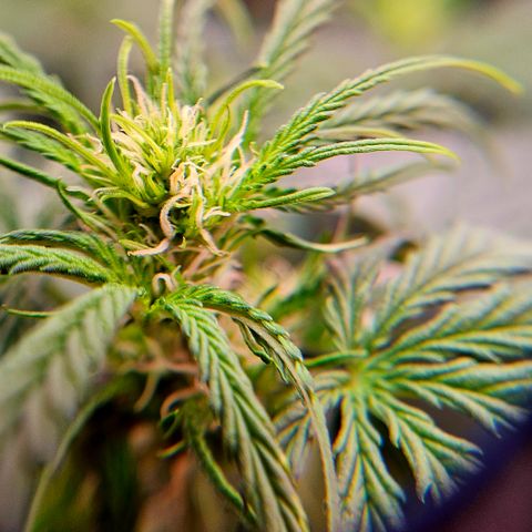 Jedi growlog timeline photo