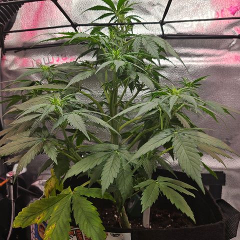 Jedi growlog timeline photo