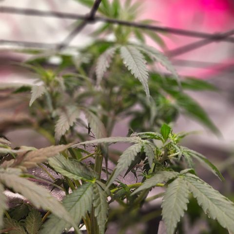 Jedi growlog timeline photo