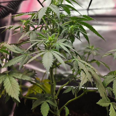 Jedi growlog timeline photo