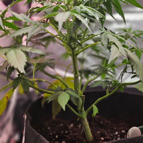 Jedi growlog timeline photo