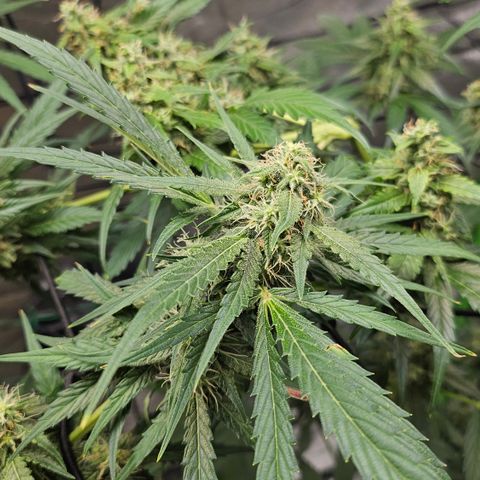 Jedi growlog timeline photo