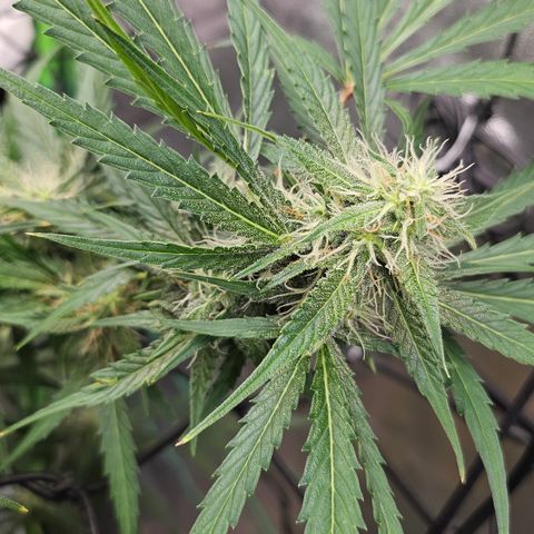 Jedi growlog timeline photo