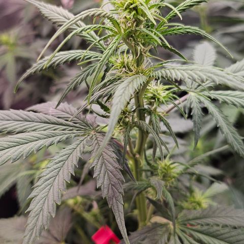 Jedi growlog timeline photo