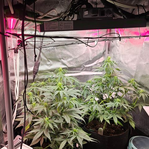 Jedi growlog timeline photo