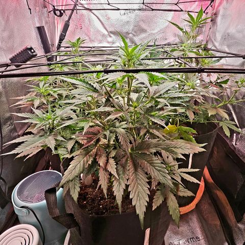 Sky growlog photo: Day 2 for Sky in her bloom state. 
