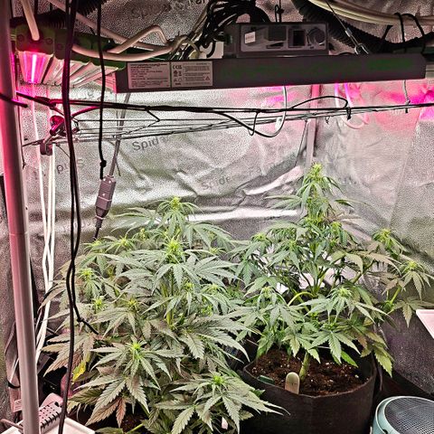 Sky growlog photo: Day 2 for Sky in her bloom state. 