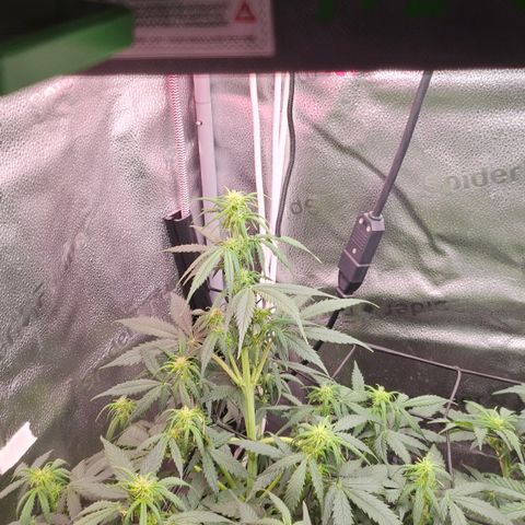 Jedi growlog timeline photo