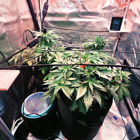 Jedi growlog timeline photo