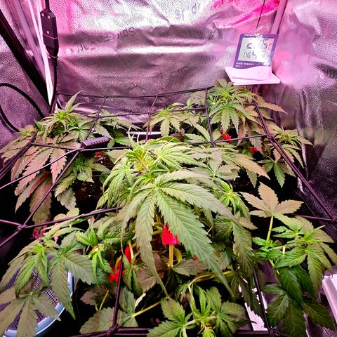 Jedi growlog timeline photo