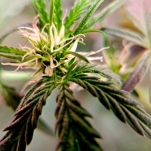 Jedi growlog timeline photo