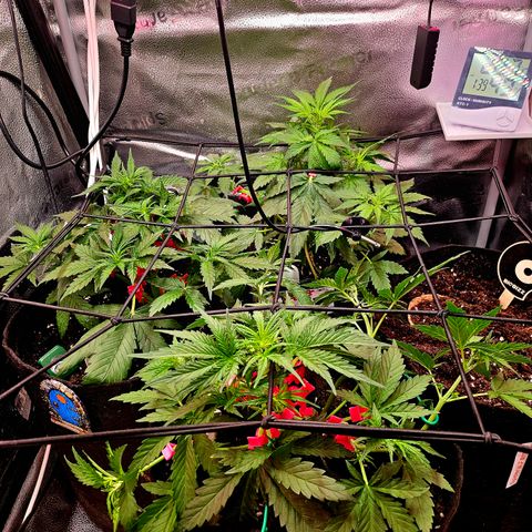 Jedi growlog timeline photo