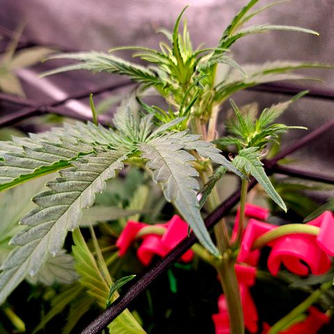 Jedi growlog timeline photo