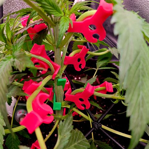 Jedi growlog timeline photo