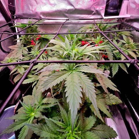 Jedi growlog timeline photo