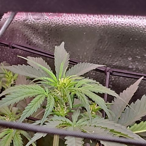 Jedi growlog timeline photo