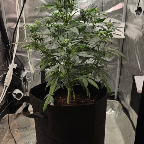 Jedi growlog photo: Some individual shots of Jedi as she goes through stretching/early flower 