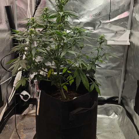 Jedi growlog photo: Some individual shots of Jedi as she goes through stretching/early flower 