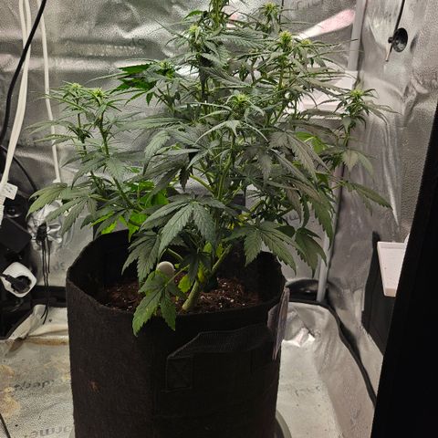 Jedi growlog photo: Some individual shots of Jedi as she goes through stretching/early flower 