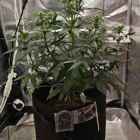 Jedi growlog photo: Some individual shots of Jedi as she goes through stretching/early flower 
