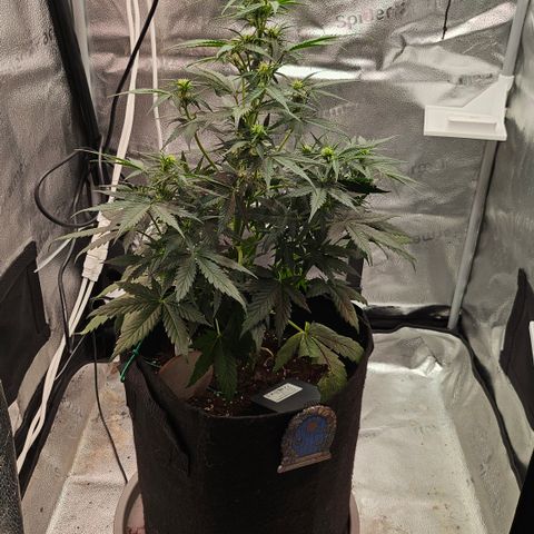 Sky growlog photo: Sky shots 1 on 1, early flower 