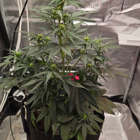 Sky growlog photo: Sky shots 1 on 1, early flower 