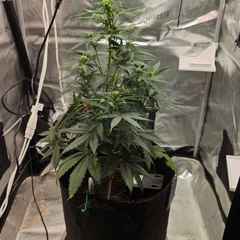 Sky growlog photo: Sky shots 1 on 1, early flower 