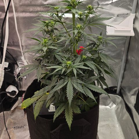 Sky growlog photo: Sky shots 1 on 1, early flower 