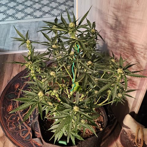 Sky growlog timeline photo