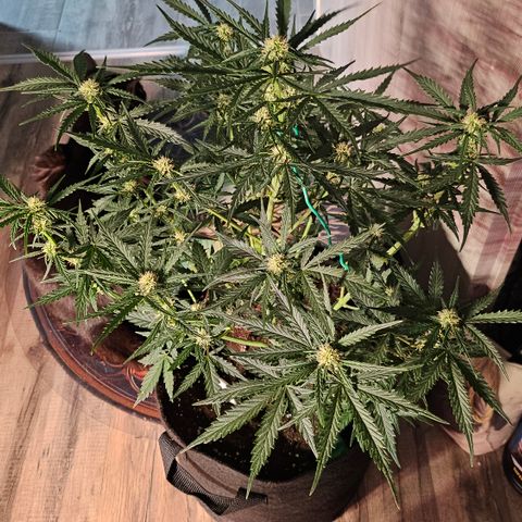 Sky growlog timeline photo
