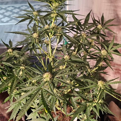 Sky growlog timeline photo