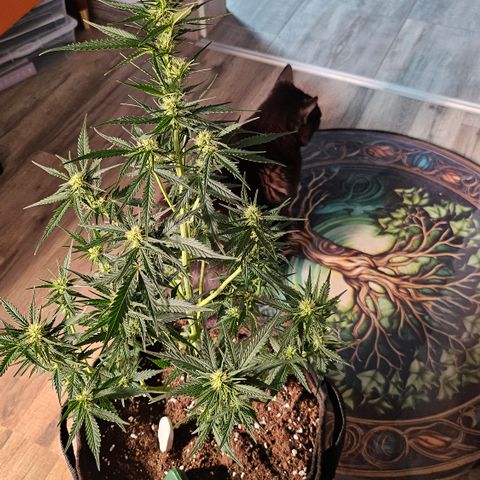 Sky growlog timeline photo