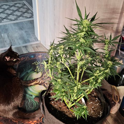 Sky growlog timeline photo