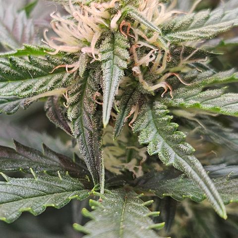 Sky growlog timeline photo