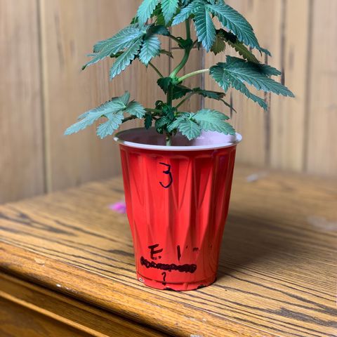 Expert haze  growlog photo: Other two plants same strain