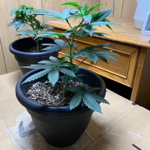 Expert haze  growlog photo: Branches very bendable. Tied down to expose bottom half